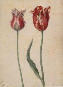 Two Tulips Georg Flegel